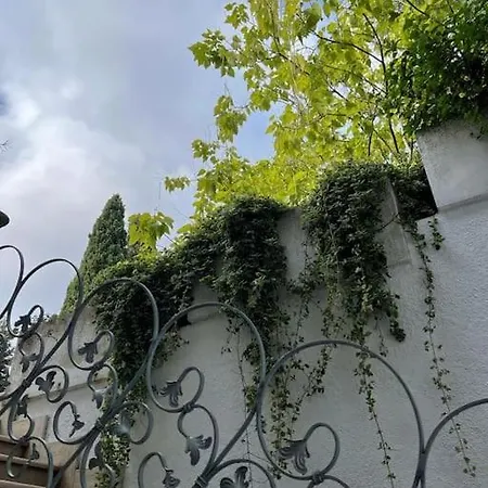 Amapola